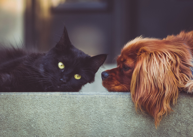 Cute Dog and Cat Together